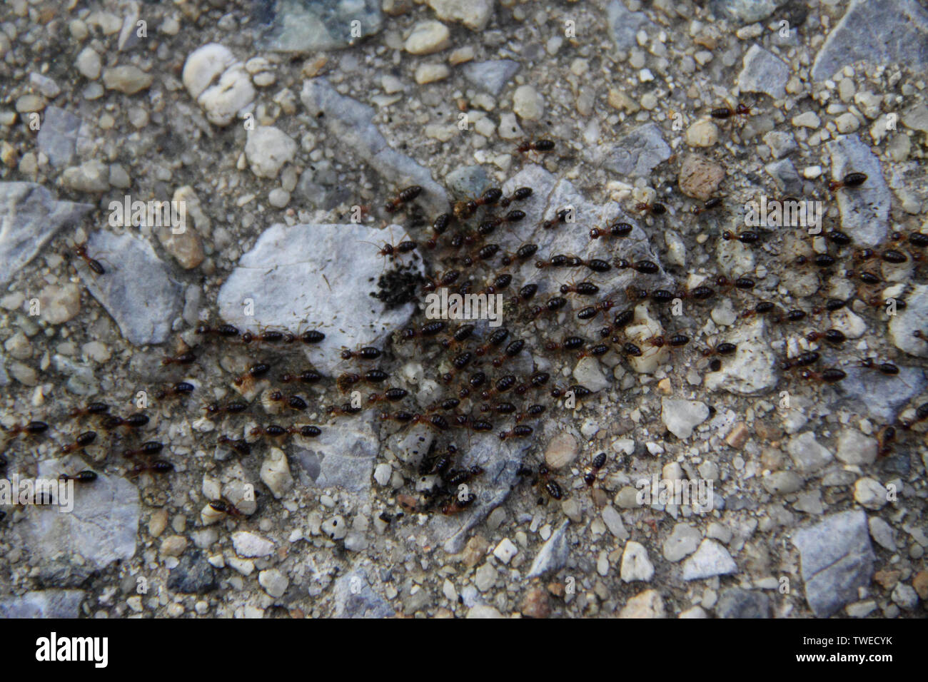Vista ad angolo alto della colonia di formiche, Malesia Foto Stock