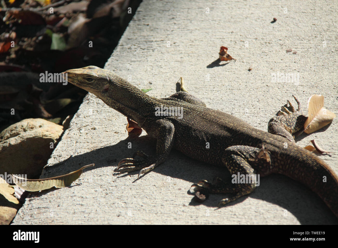 Lucertola poggiante sulla sporgenza, Malesia Foto Stock