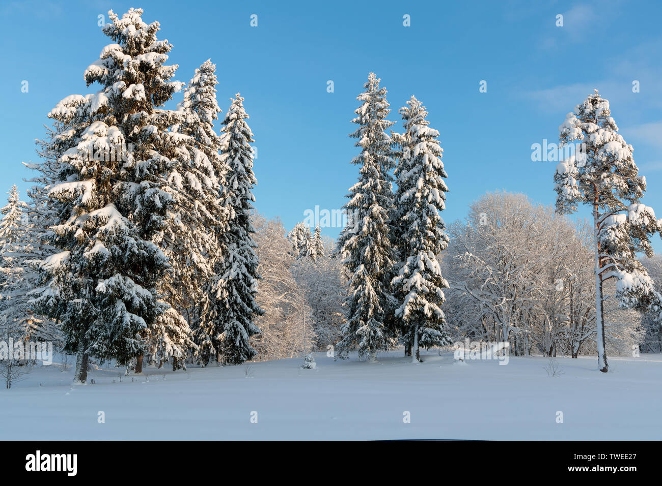 Freddo e di paesaggi invernali con la neve in Russia Foto Stock