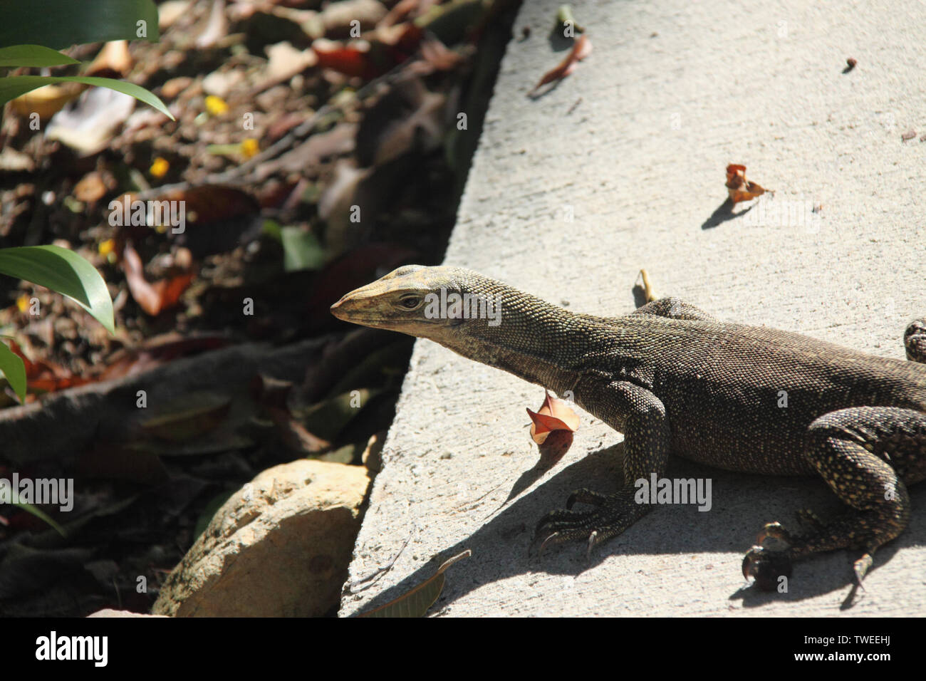 Lucertola poggiante sulla sporgenza, Malesia Foto Stock