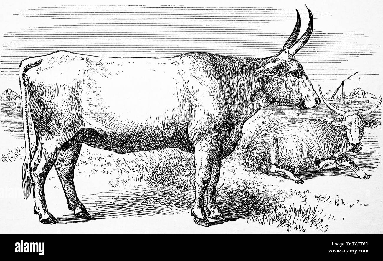 Bovini di razza, zebù, 1881, storico xilografia illustrazione, Africa Foto Stock