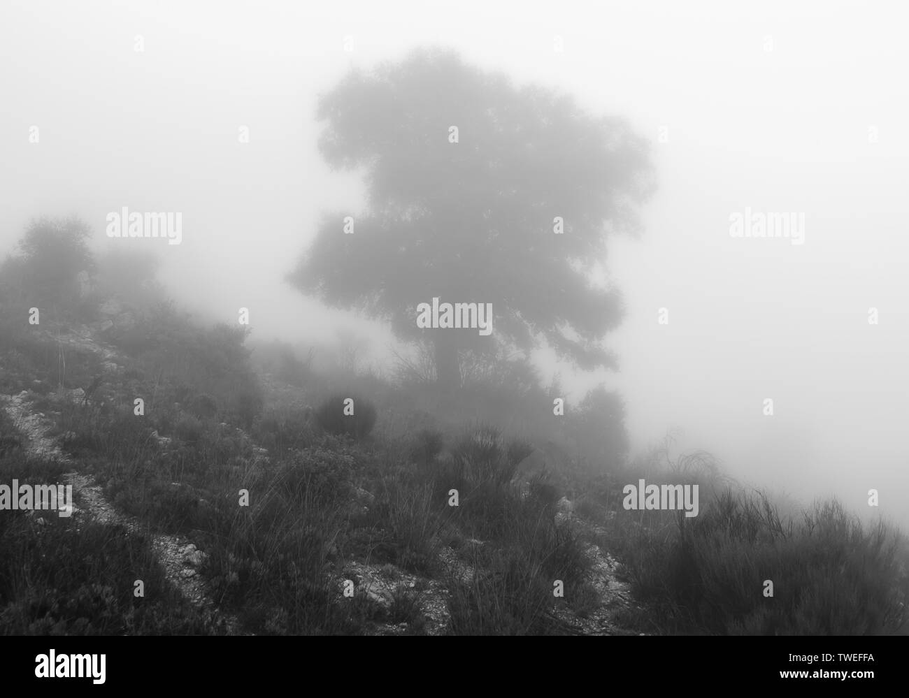 Un grande albero di quercia silhouette su una collina di nebbia. Foto Stock