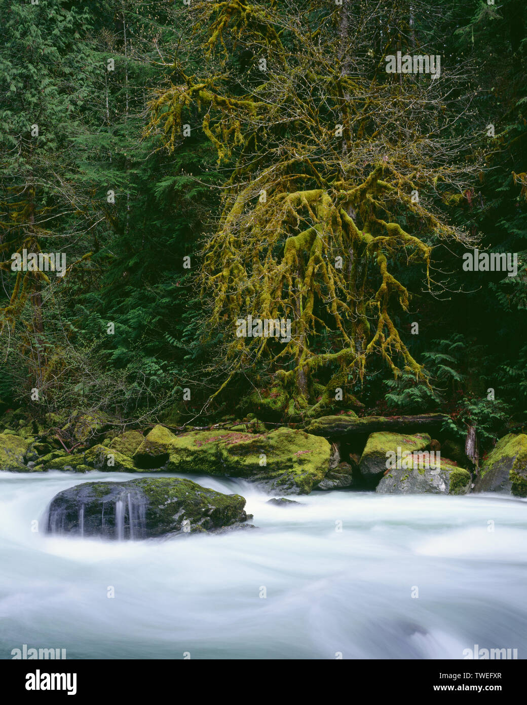 Stati Uniti d'America, Washington, il Parco Nazionale di Olympic, acero e conifere banca di linea al di sopra del Nord forcella Skokomish River che è rigonfiato dalla primavera runoff. Foto Stock