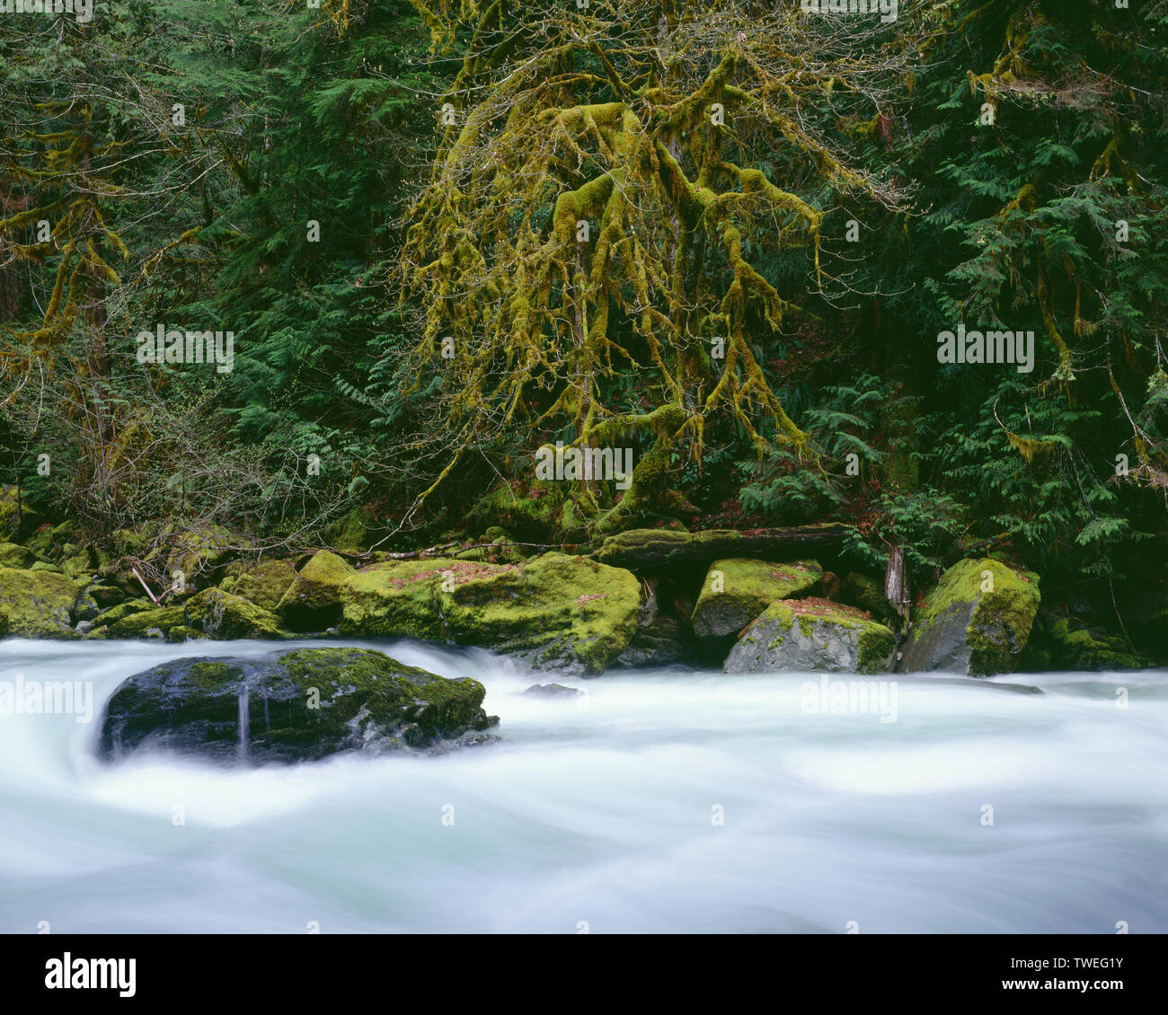 Stati Uniti d'America, Washington, il Parco Nazionale di Olympic, acero e conifere banca di linea al di sopra del Nord forcella Skokomish River che è rigonfiato dalla primavera runoff. Foto Stock