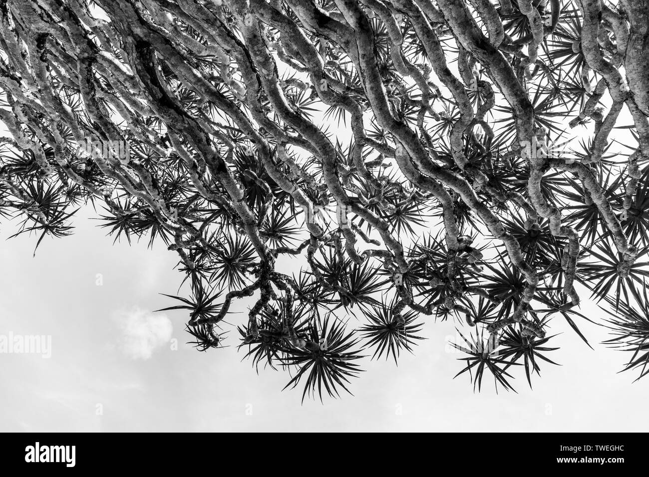 Dracaena draco, nelle Isole Canarie dragon tree o drago Foto Stock