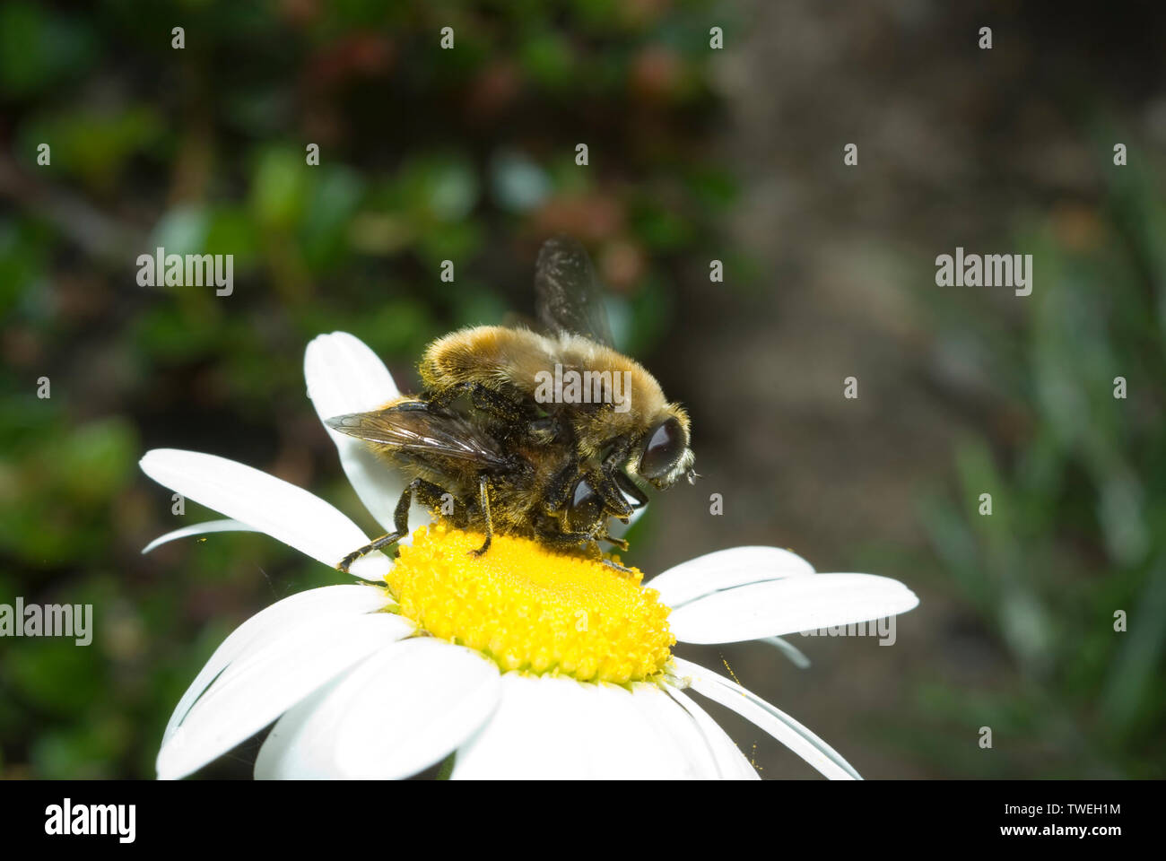 Passare il puntatore del mouse vola coniugata Foto Stock
