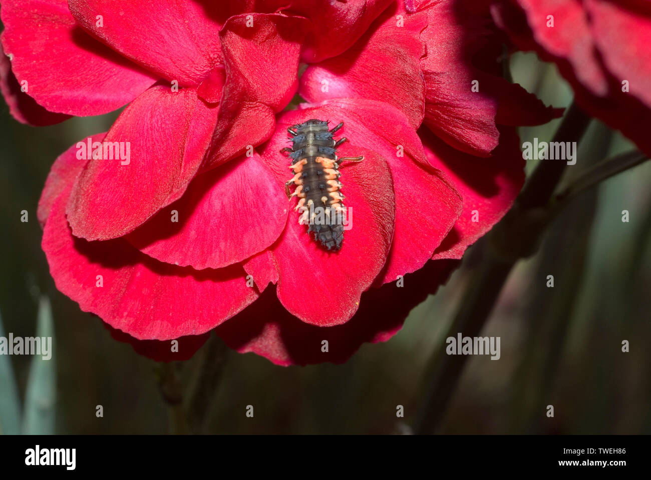Harlequin Ladybird Larva Foto Stock