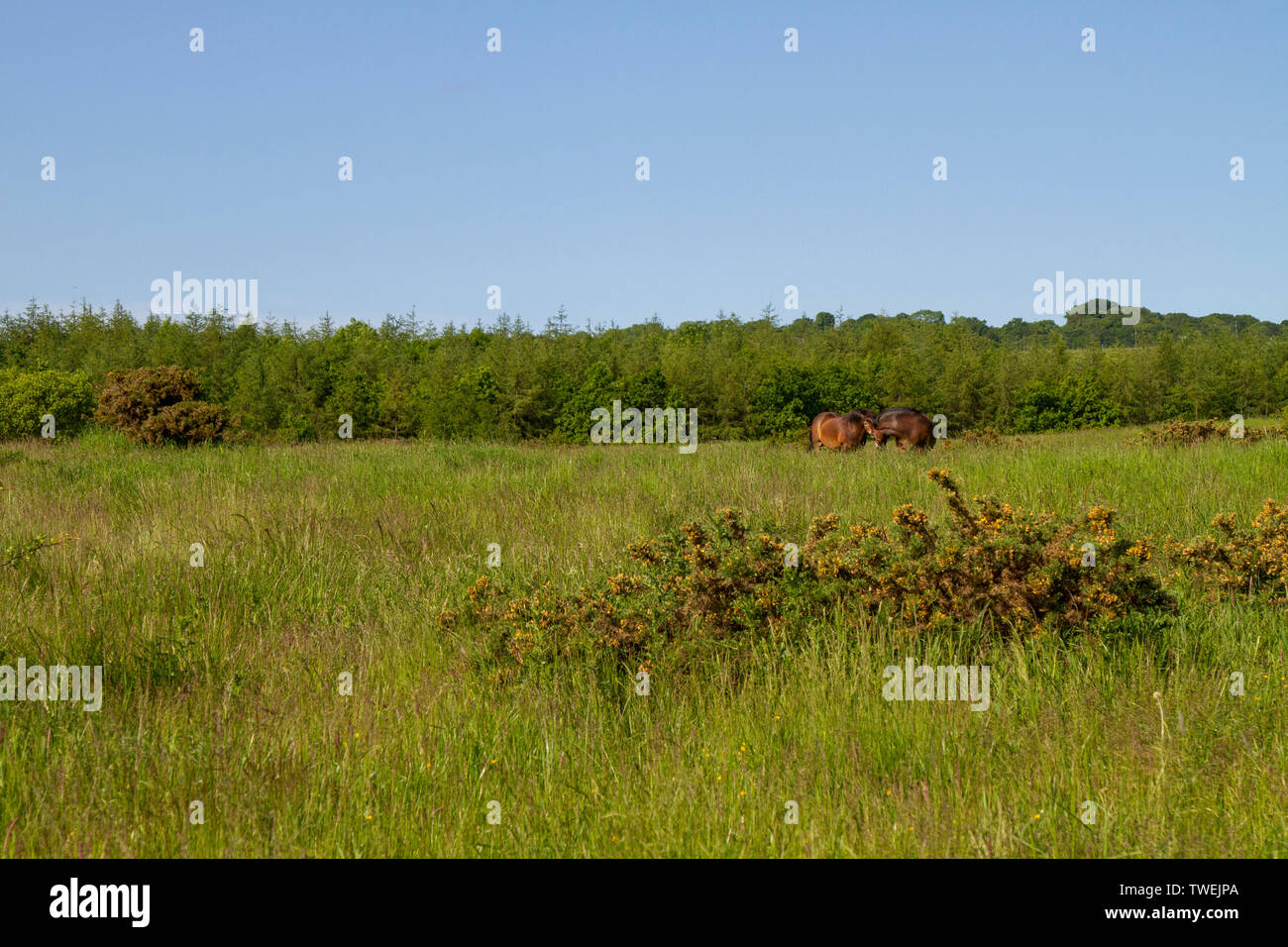 Exmoor pony pascolano in Daisy Hill Riserva Naturale Foto Stock