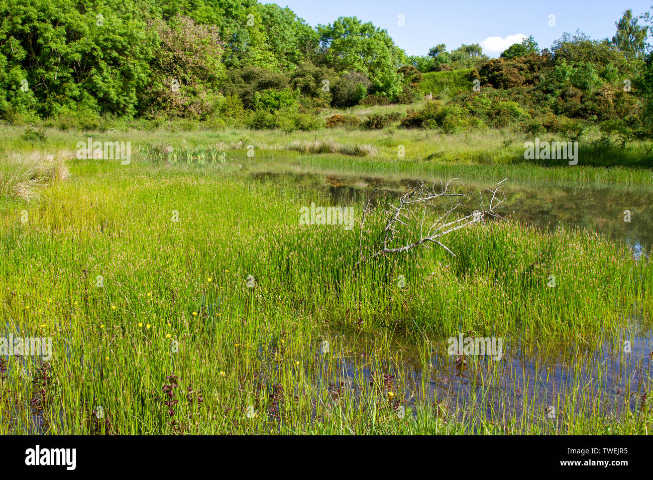 Daisy Hill Riserva naturale stagno Foto Stock