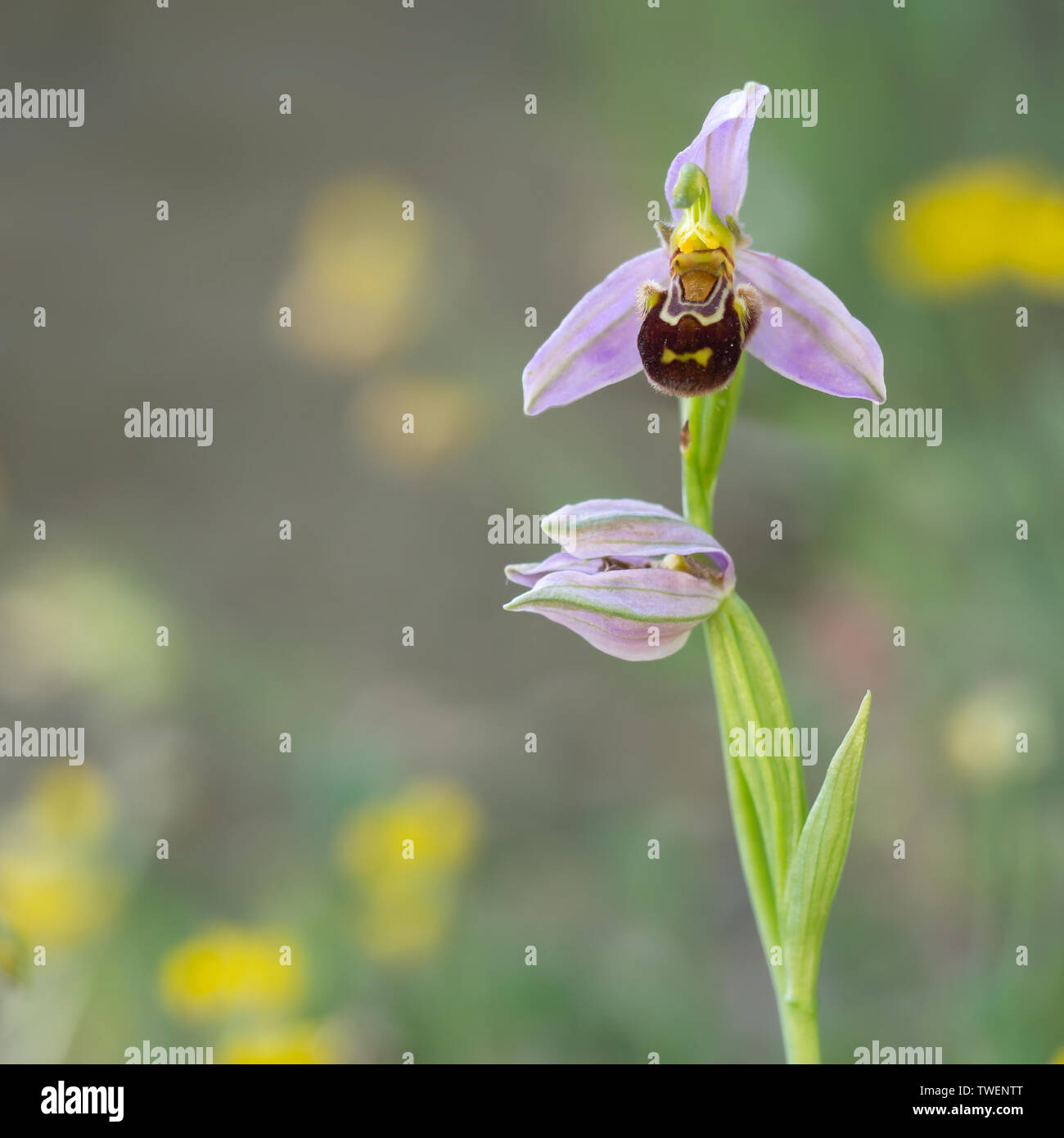 Bee orchid, Ophrys apifera. Fiori Selvatici. Foto Stock