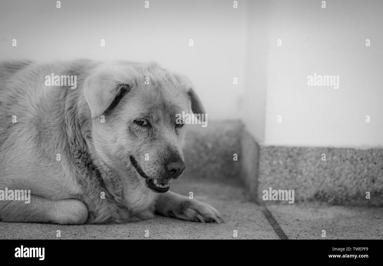 Closeup triste cane sdraiato sul pavimento di cemento. Grasso annoiato del cane per il proprietario in attesa. Faccia di espressione di animali domestici. Adorable pet. Stanco, depresso. Foto Stock