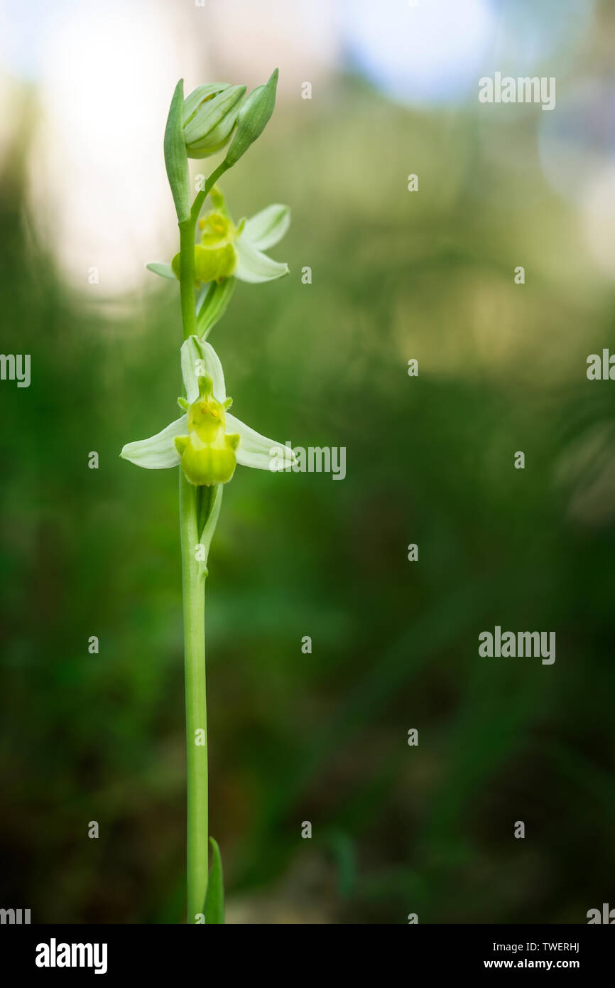 Ophrys apifera var. chlorantha, bianco bee orchid. Colore insolito causato da una condizione di hypochromatic che riduce la pigmentazione. Foto Stock