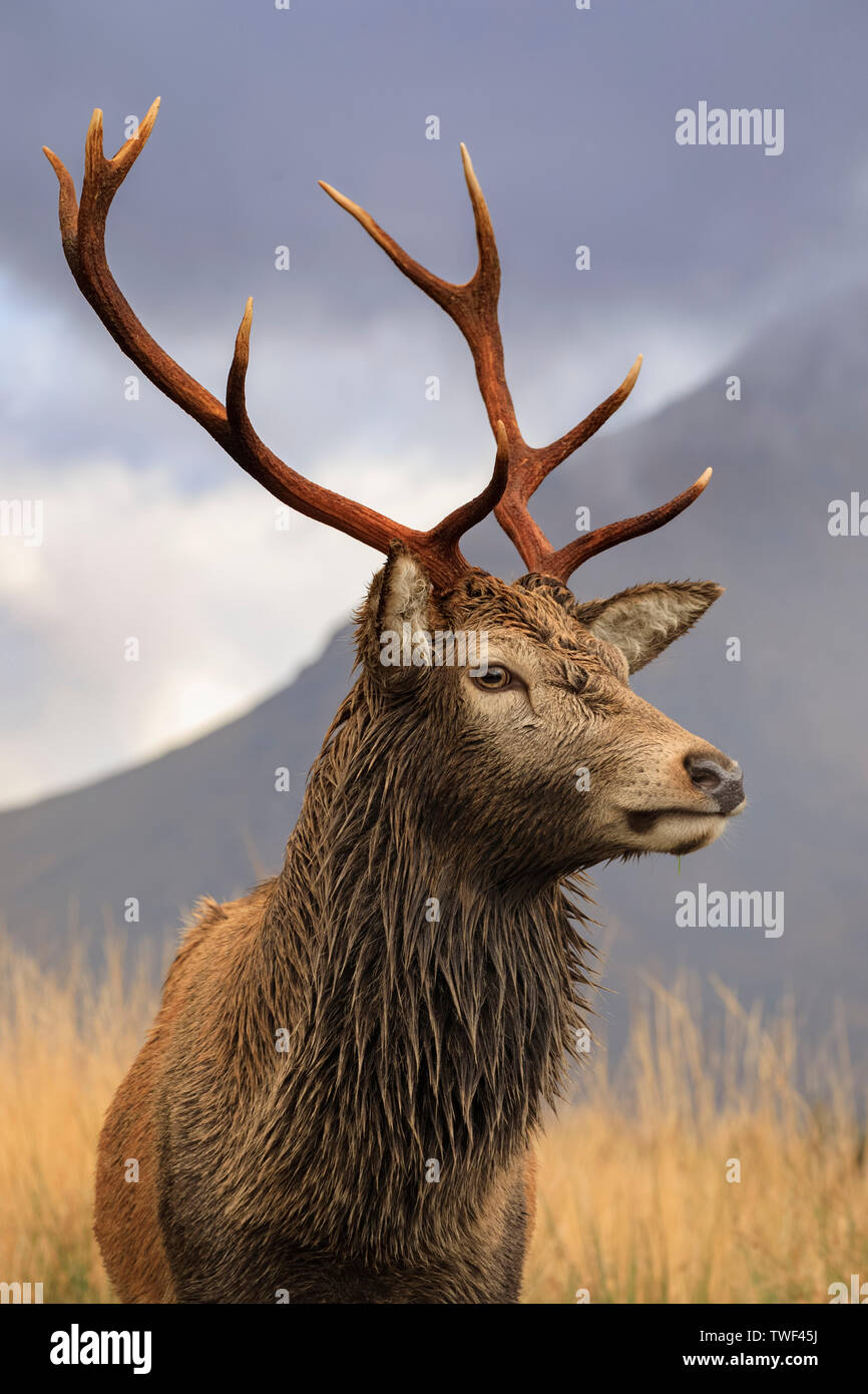 Un cervo rosso cervo a Glen Etive. Foto Stock