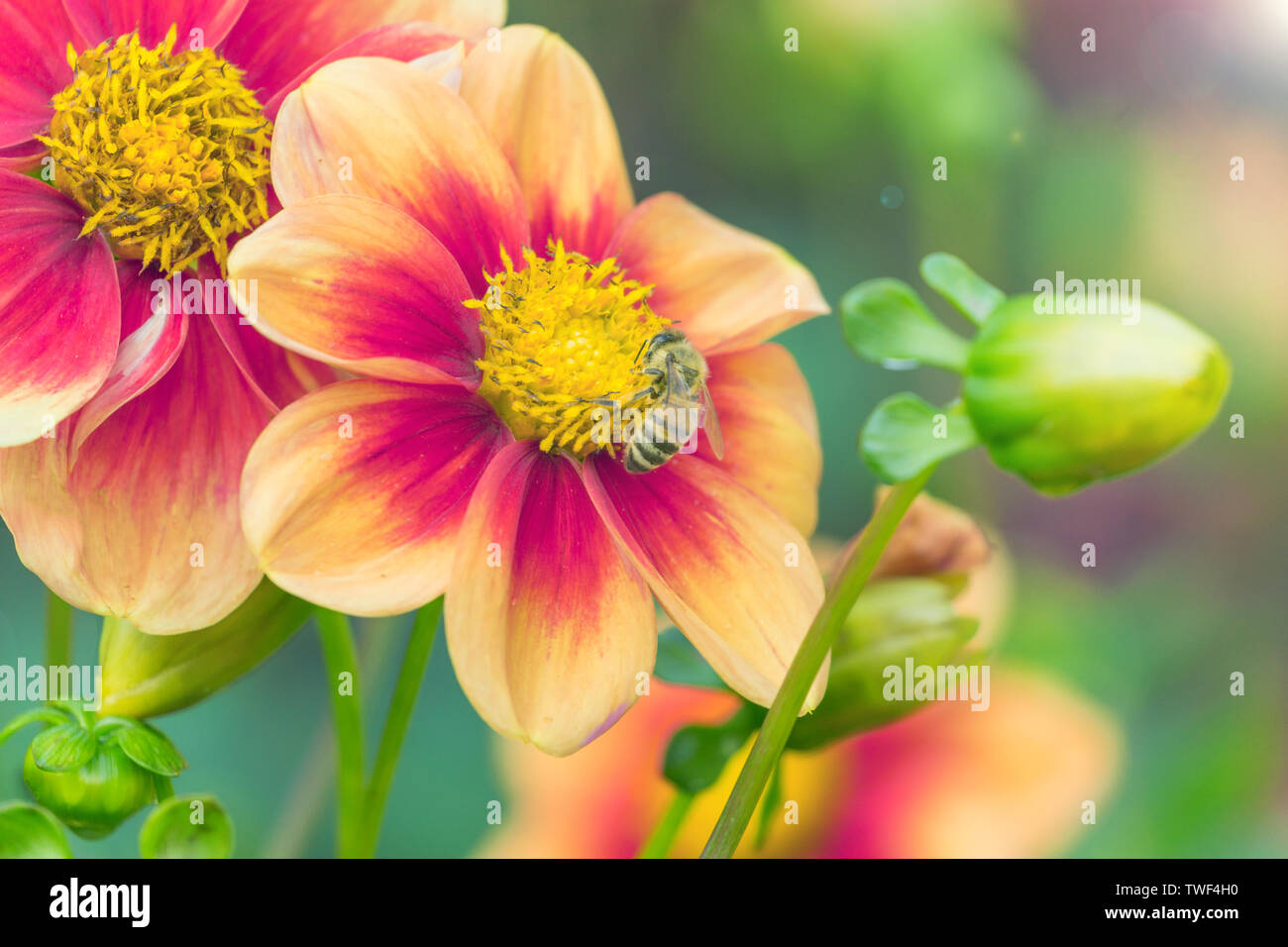 Un'ape al lavoro. Honeybee pollinates bella colorata Dahlia (Schloss Reinbek) fiori. In armonia con la natura. Foto Stock