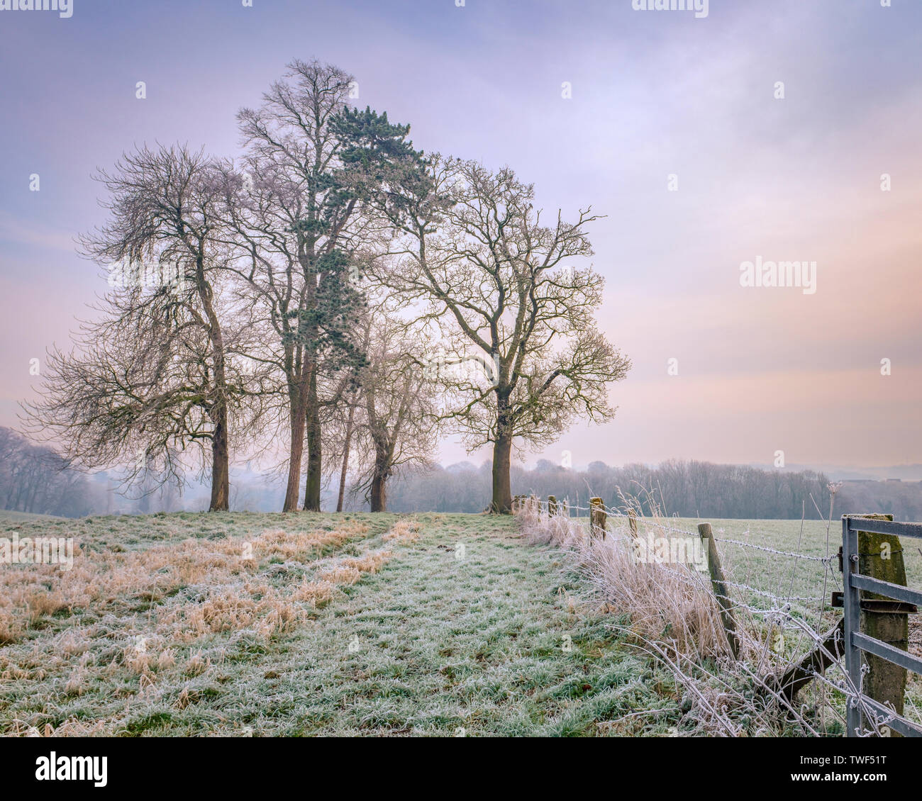 Un piccolo bosco ceduo di alberi su un Derbyshire colline vicino a Melbourne in un gelido mattino. Foto Stock