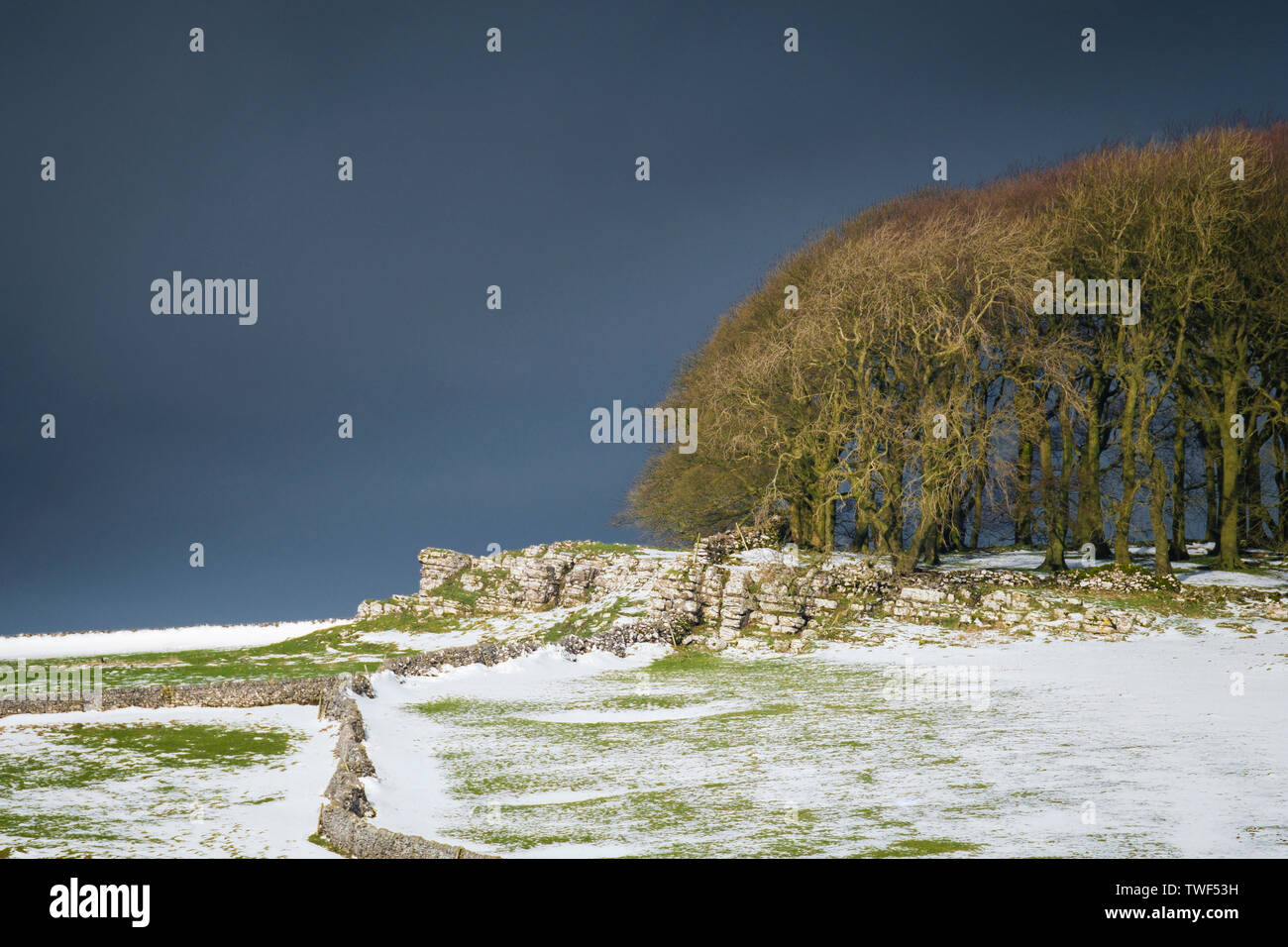 Un piccolo bosco ceduo di alberi nel Derbyshire come una tempesta di neve si avvicina. Foto Stock