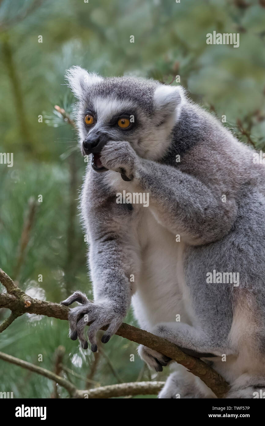 Anello-tailed lemur o Lemur catta mangiare mentre in una struttura ad albero. Foto Stock