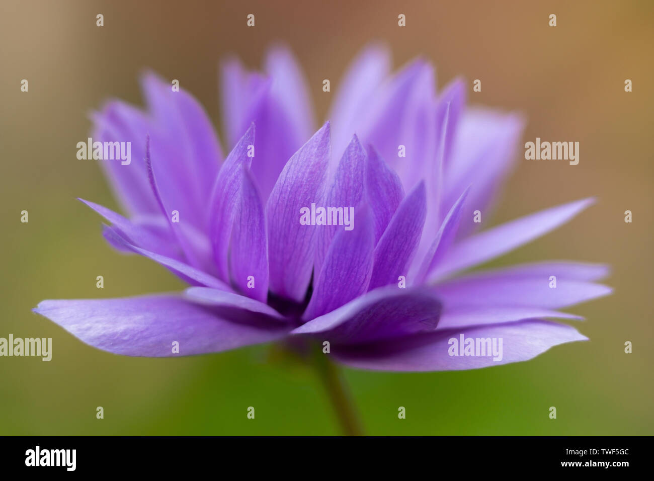 Un fiore di anemone. Foto Stock