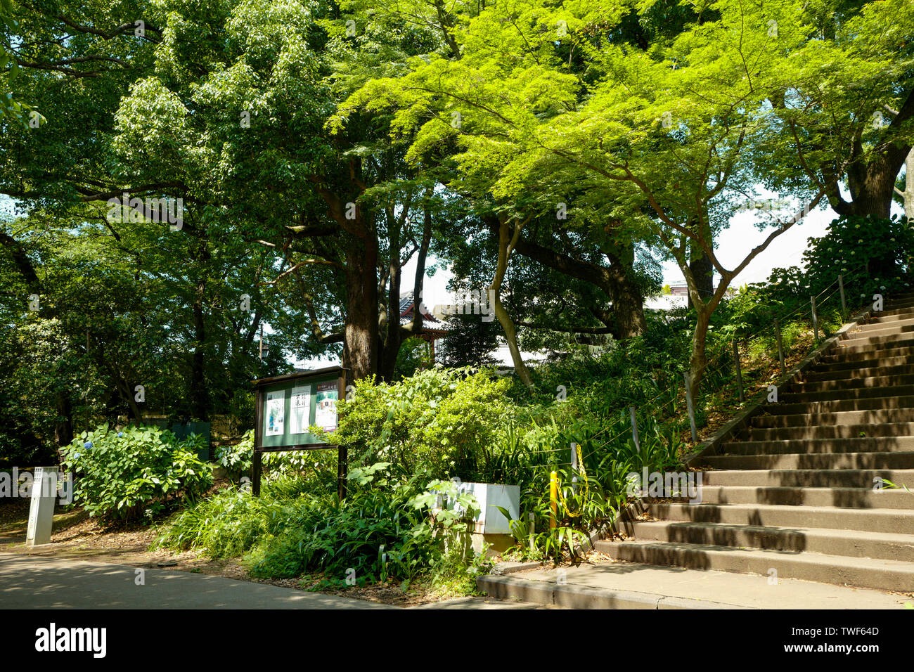 Tokyo, Giappone, 1st, Giugno 2017. Vista del Parco di Ueno. Il Parco Ueno è un ampio parco pubblico nel quartiere di Ueno di Taitō, Tokyo. Foto Stock