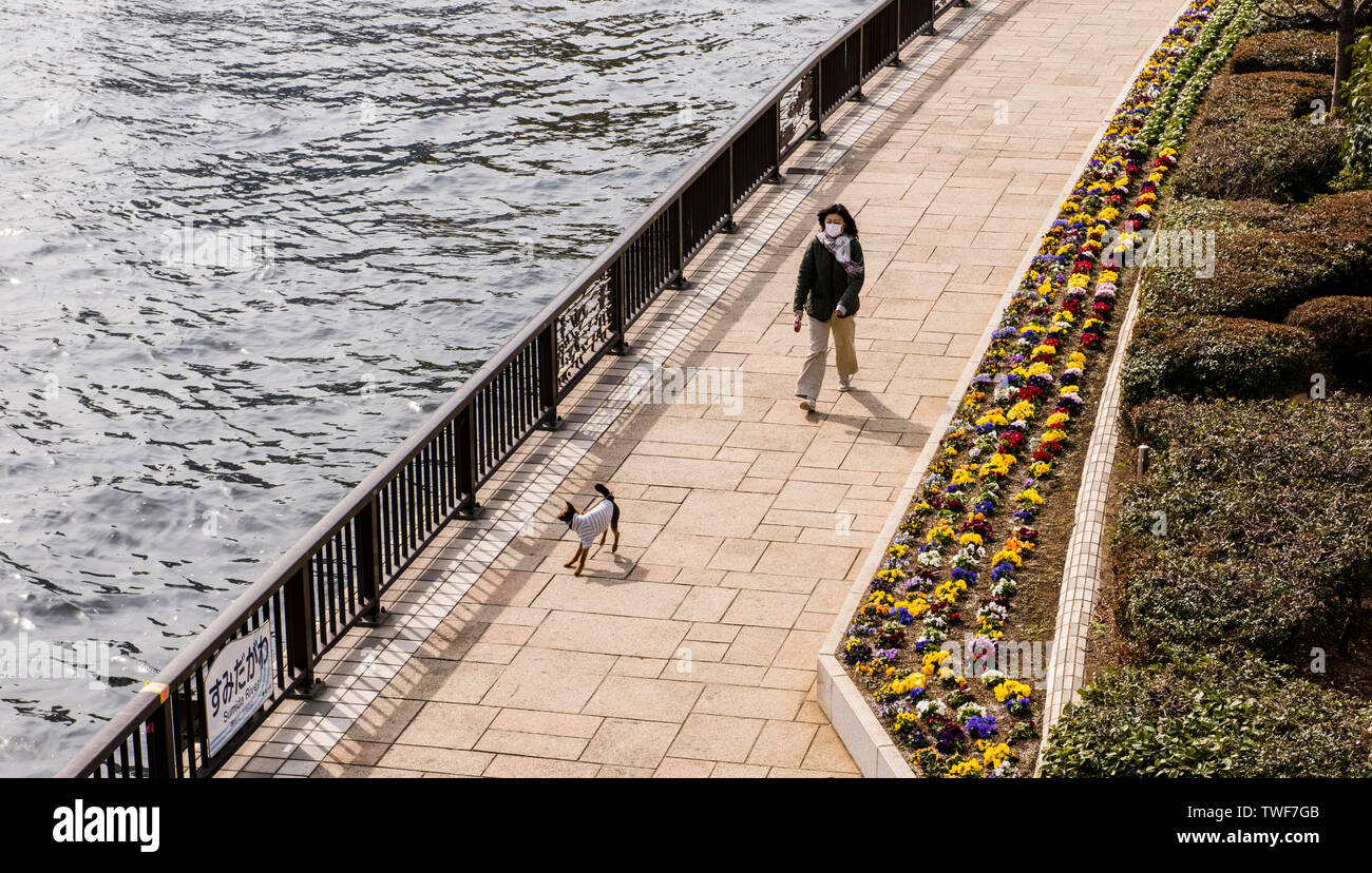 Persona cane a camminare a fianco di acqua nel Tempio di Asakusa Tokyo in Giappone. Foto Stock