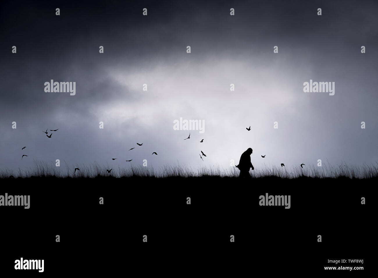 La silhouette di un uomo che cammina con gli uccelli battenti intorno a lui. Foto Stock