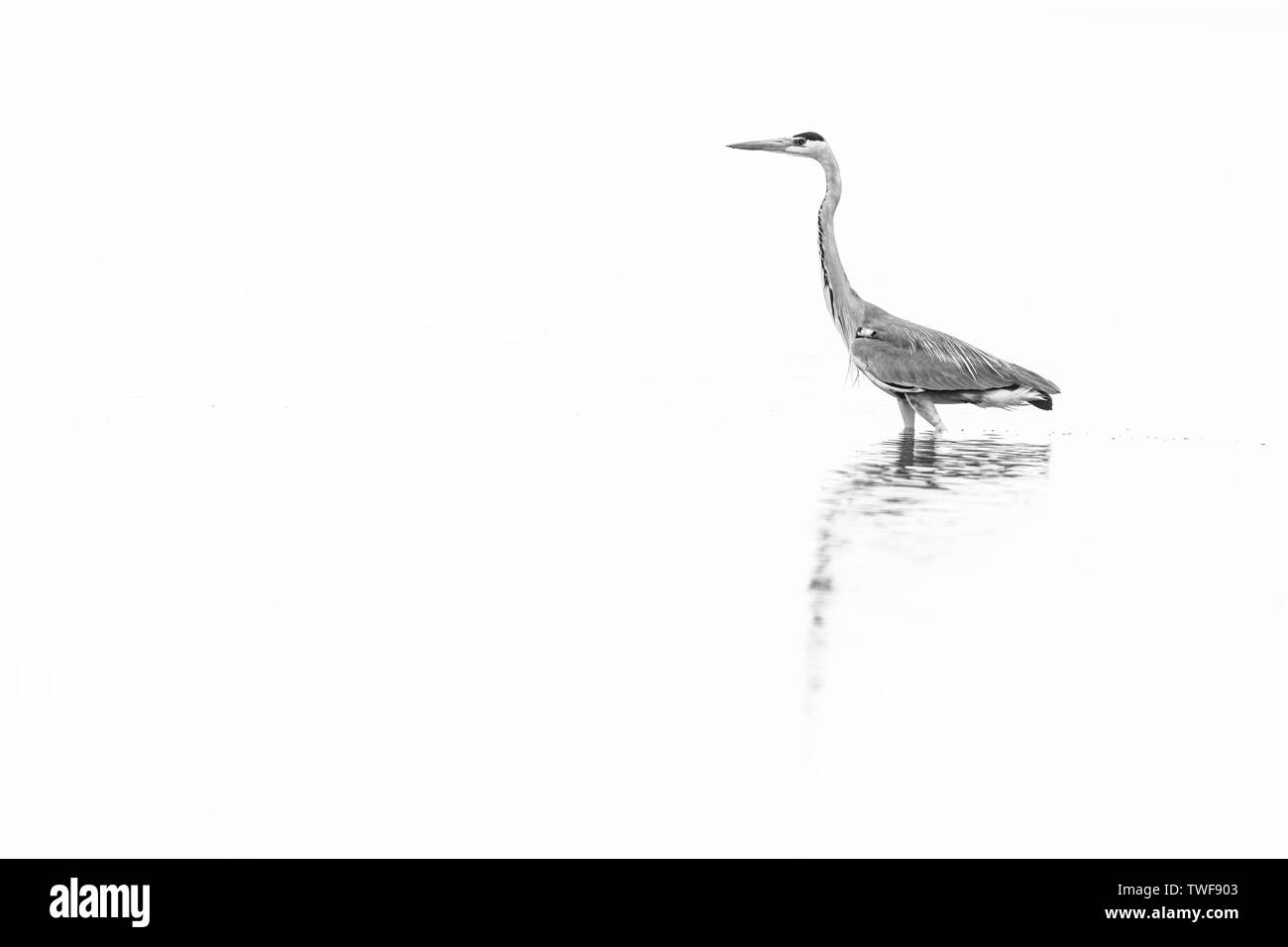 Airone cinerino (Ardea cinerea) Foto Stock