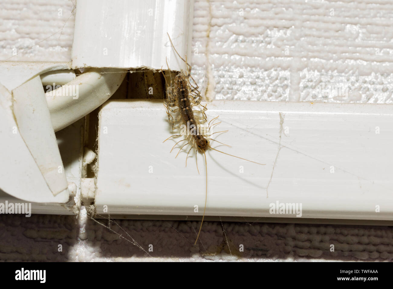 Animale crawl centipede fuori dal suo nascondiglio in un appartamento residenziale. Foto Stock