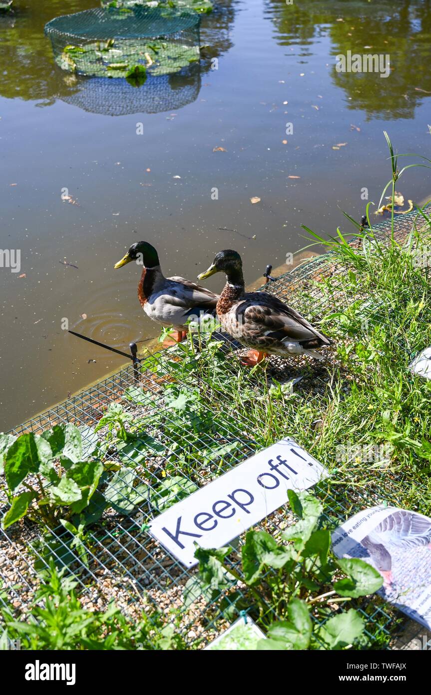 Brighton Regno Unito 20 Giugno 2019 - una coppia di le anatre bastarde ( ano platyrhynchos ) ignora il tenere spento segno a Queens Park stagno in Brighton come essi godere il sole oggi. Credito: Simon Dack / Alamy Live News Foto Stock