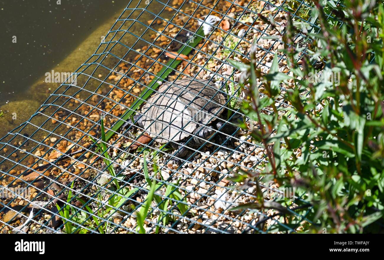 Brighton Regno Unito 20 Giugno 2019 - Un terrapin gode del sole a Queens Park stagno a Brighton . Credito: Simon Dack / Alamy Live News Foto Stock