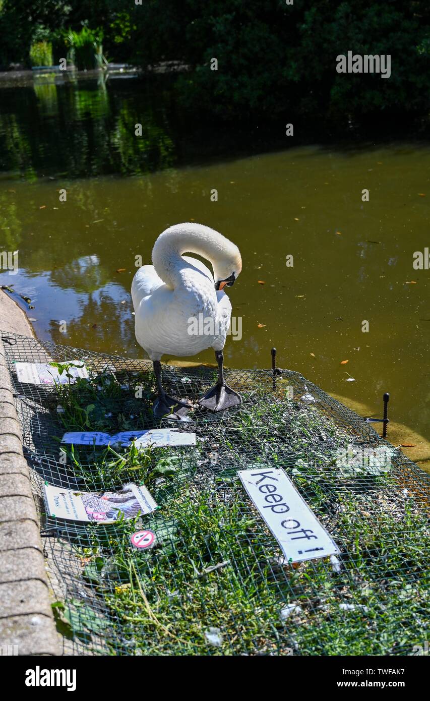 Brighton Regno Unito 20 Giugno 2019 - un cigno ignora il tenere spento segno a Queens Park stagno in Brighton come essi godere il sole oggi. Credito: Simon Dack / Alamy Live News Foto Stock