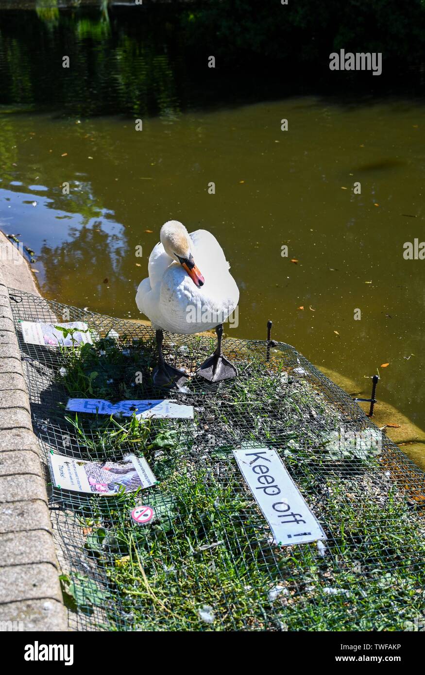 Brighton Regno Unito 20 Giugno 2019 - un cigno ignora il tenere spento segno a Queens Park stagno in Brighton come essi godere il sole oggi. Credito: Simon Dack / Alamy Live News Foto Stock