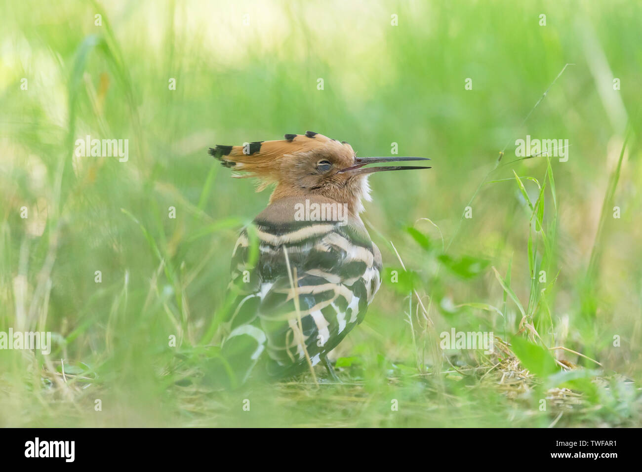 Close up upupa dormire in erba verde Foto Stock