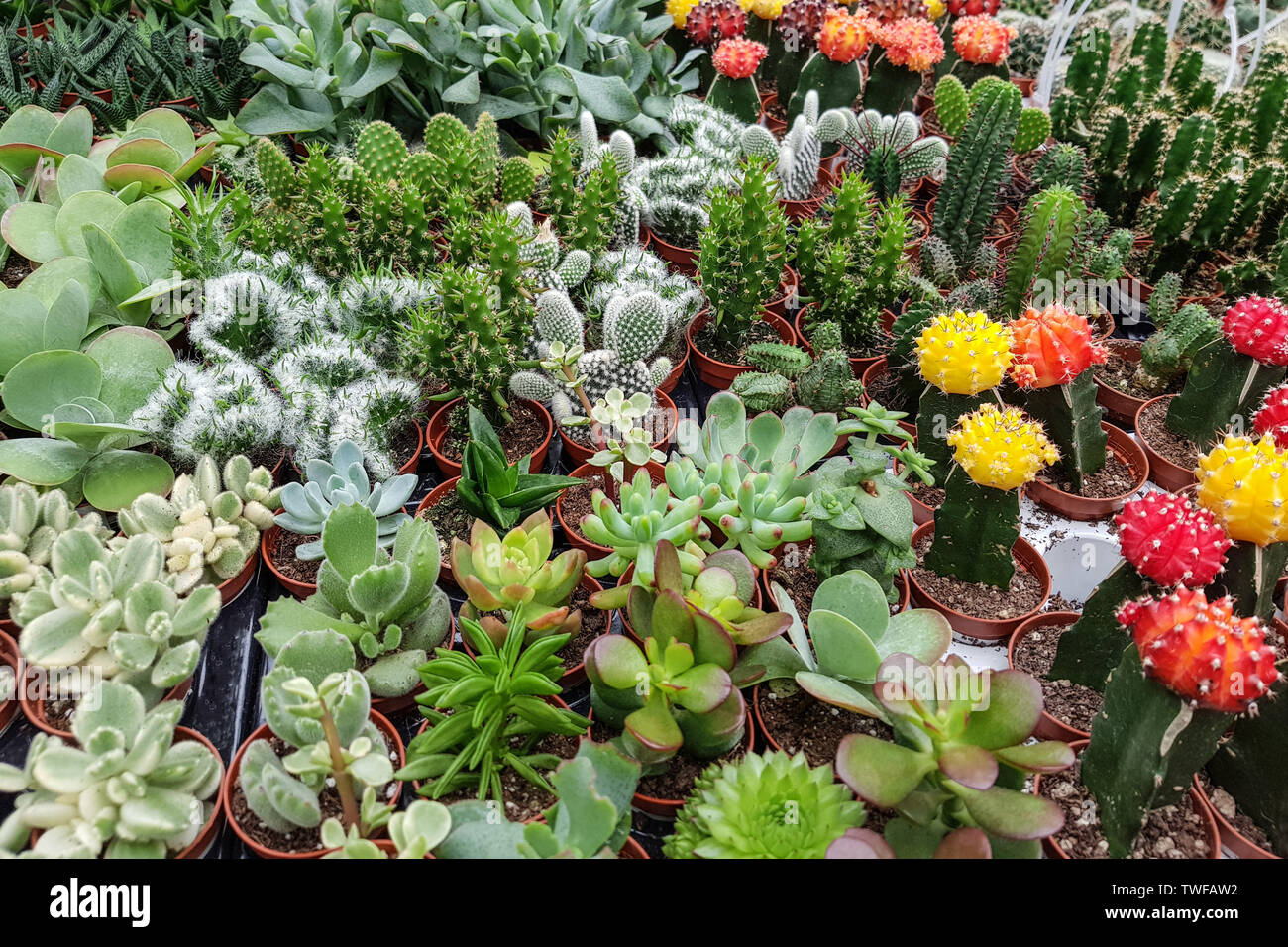 Una varietà di cactus in miniatura in vasi Foto Stock