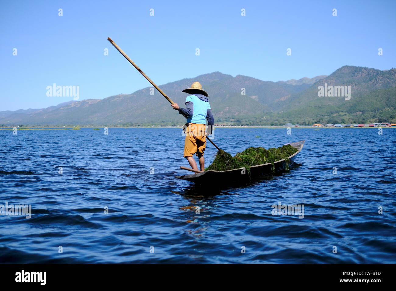 Un uomo cancella infestante dal Lago Inle in inverno. Foto Stock