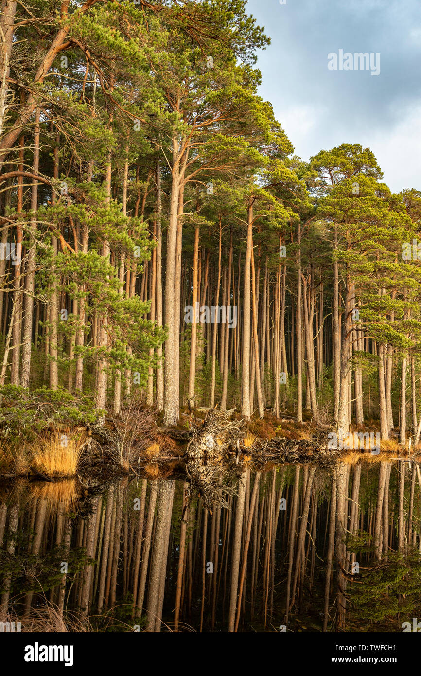 Loch Mallachie nel Parco Nazionale di Cairngorms della Scozia. Foto Stock