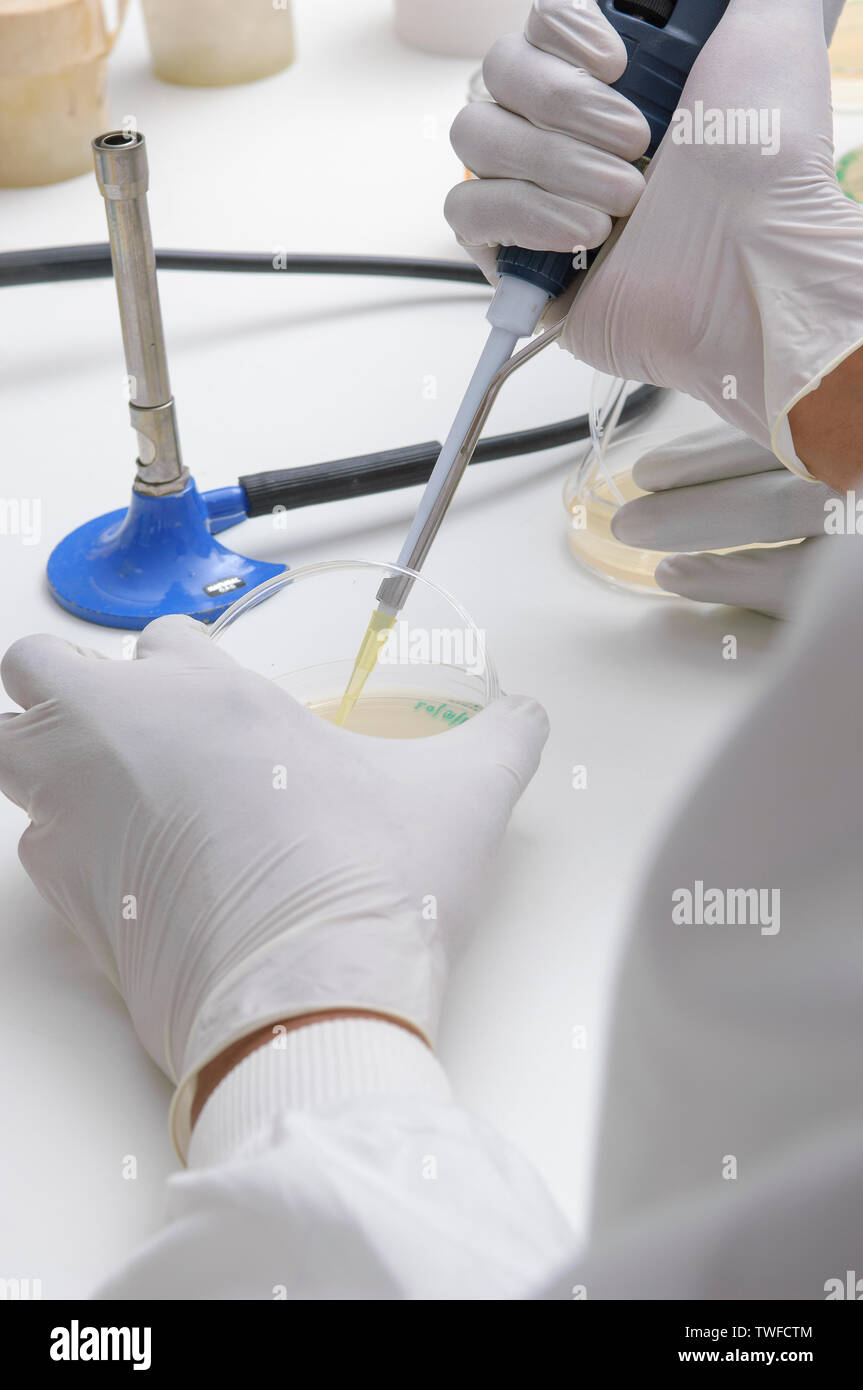 Close-up di una coppia di mani guantate preparare una capsula di petri in un laboratorio scientifico con blue-basato becco Bunsen in background. Foto Stock