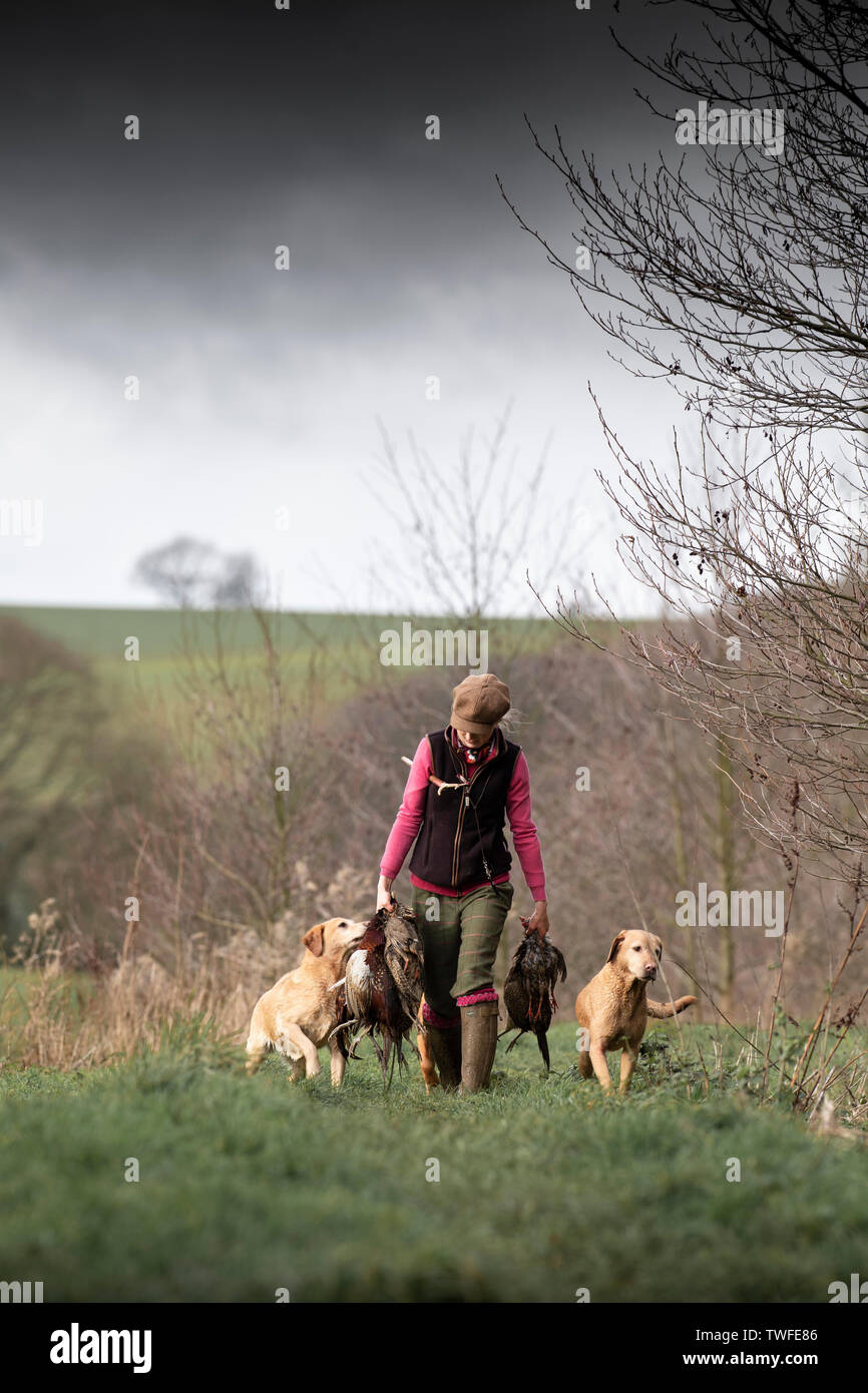 Fagiani e pernici riprese in autunno campagna con la pistola cani. Foto Stock