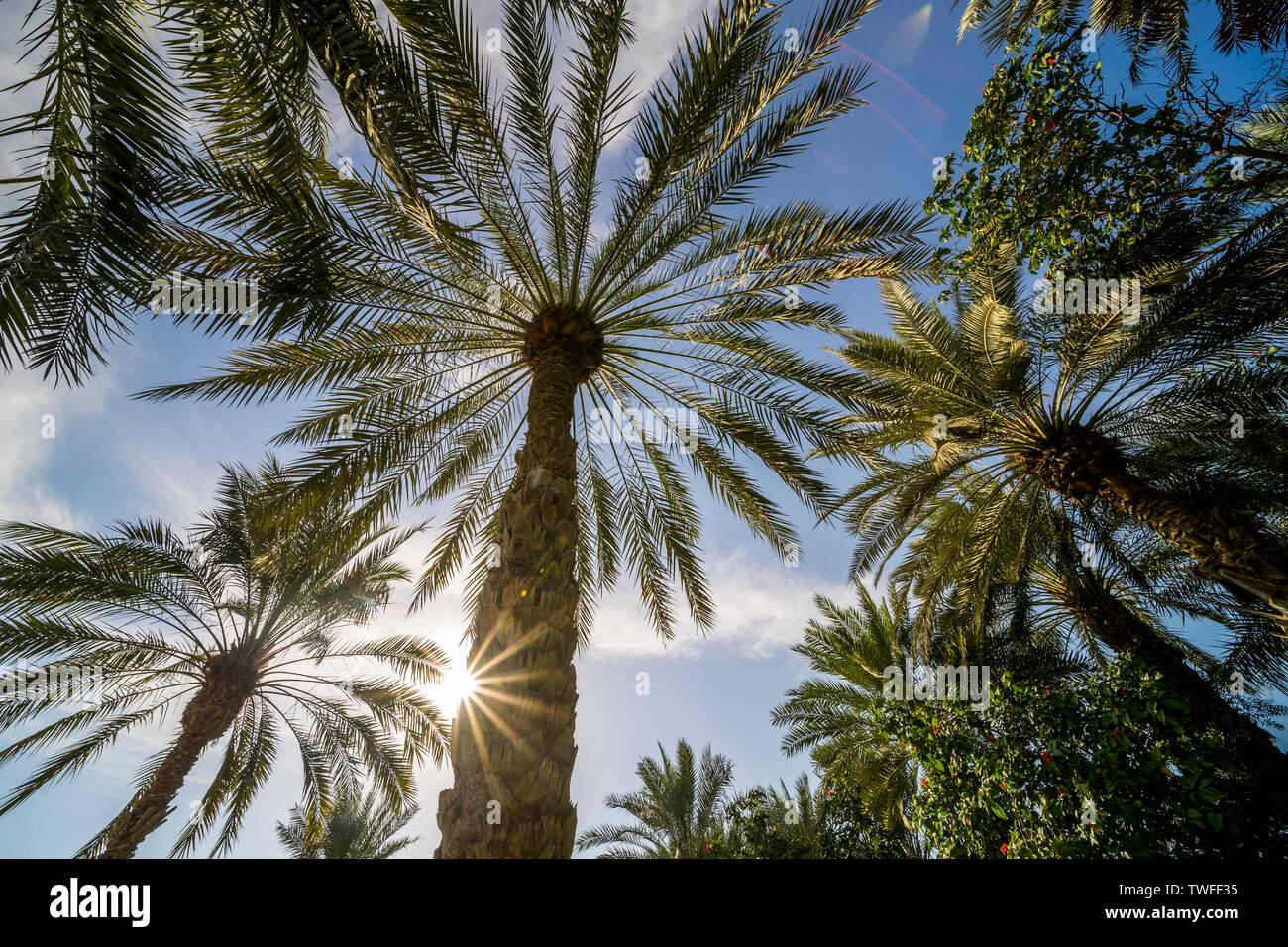 Ombroso di palme da dattero luogo testa come raggi di sole risplendere in una bellissima oasi nel deserto. Foto Stock