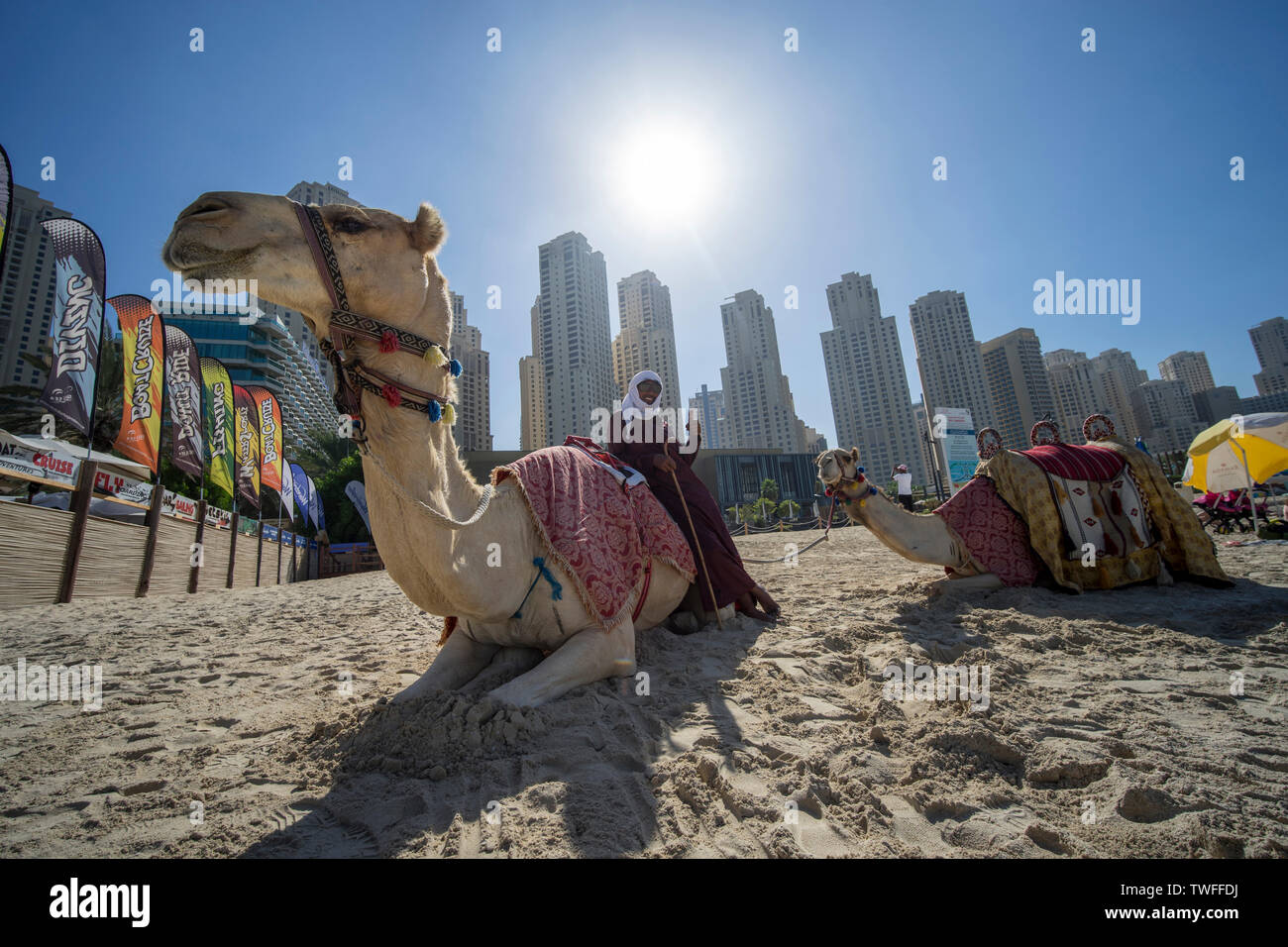 Un uomo beduino si rilassa con i suoi cammelli su una spiaggia di Dubai. Foto Stock