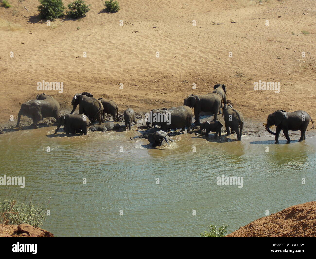 Allevamento di elefanti in un fiume Foto Stock