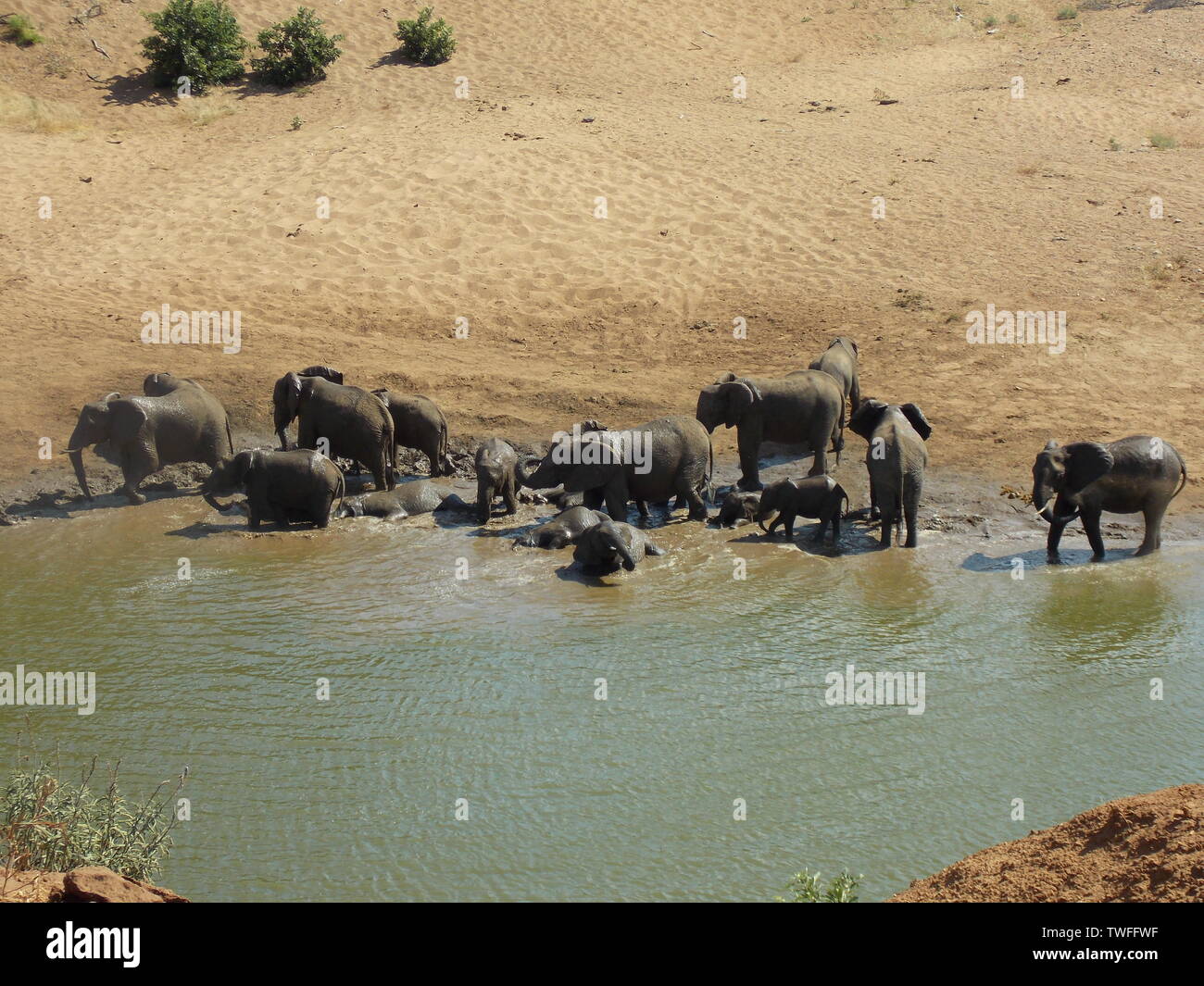 Allevamento di elefanti nel fiume, Parco Nazionale Kruger Foto Stock