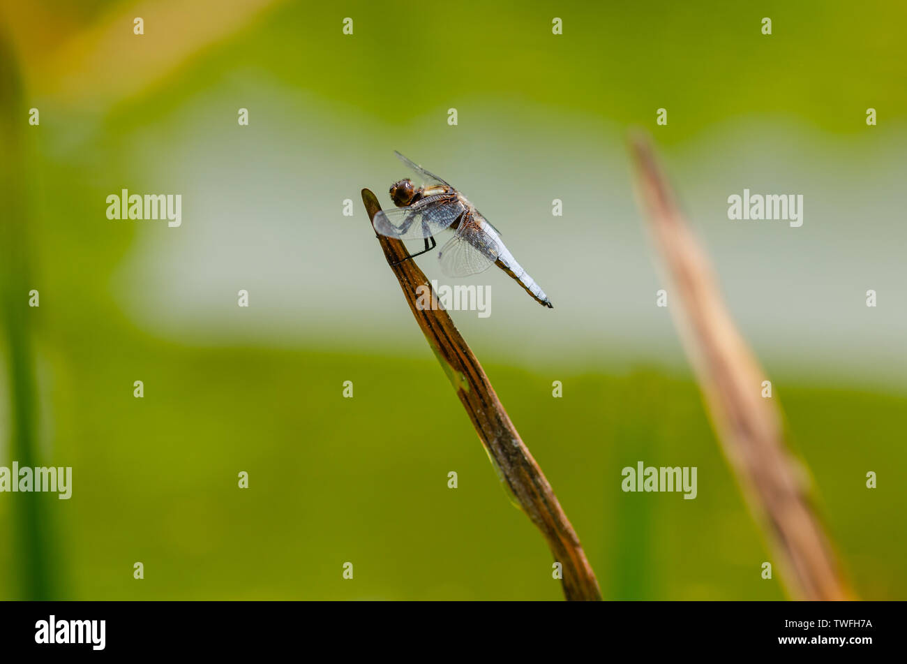 Close up di grande dragon fly è seduto sulla foglia alti Foto Stock