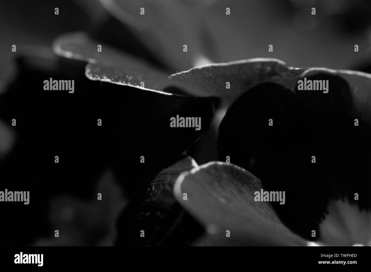 Un close-up, immagine in bianco e nero di primule prese con un obiettivo macro Foto Stock