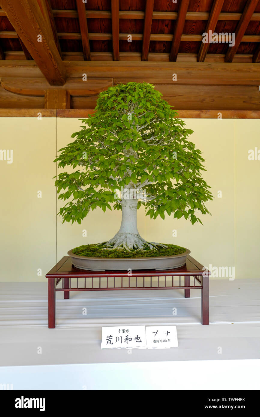 Tokyo, Giappone, 2rd, Giugno 2017. Piante Bonsai mostra presso il Tempio di Meiji. Un bon è un vassoio a forma di pentola e sai si traduce come piantagione Foto Stock