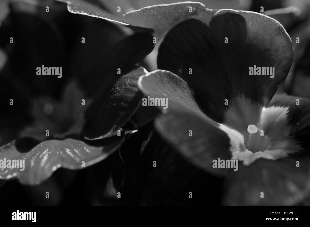 Un close-up, immagine in bianco e nero di primule prese con un obiettivo macro Foto Stock