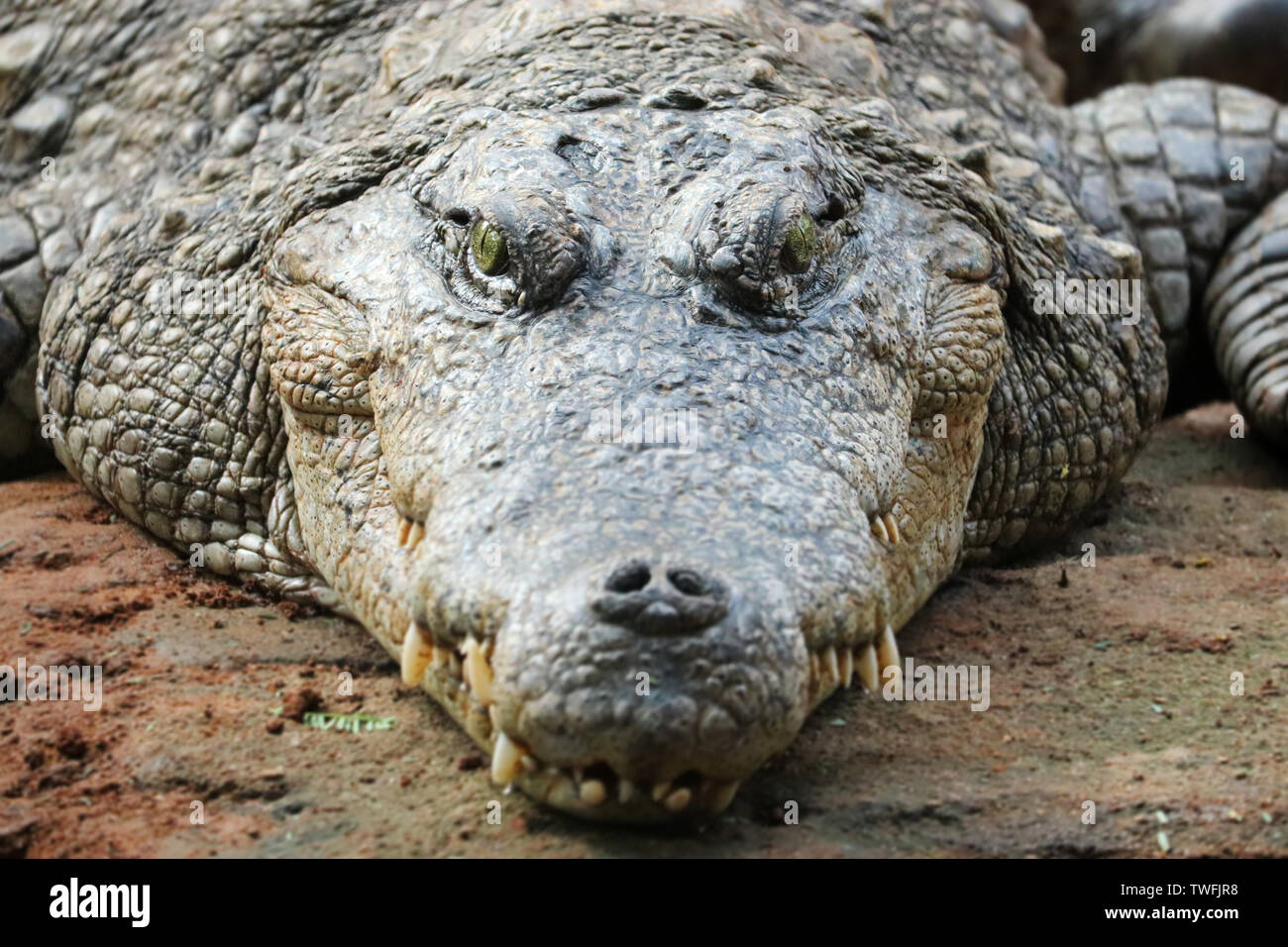 Predatore anfibio immagini e fotografie stock ad alta risoluzione - Alamy