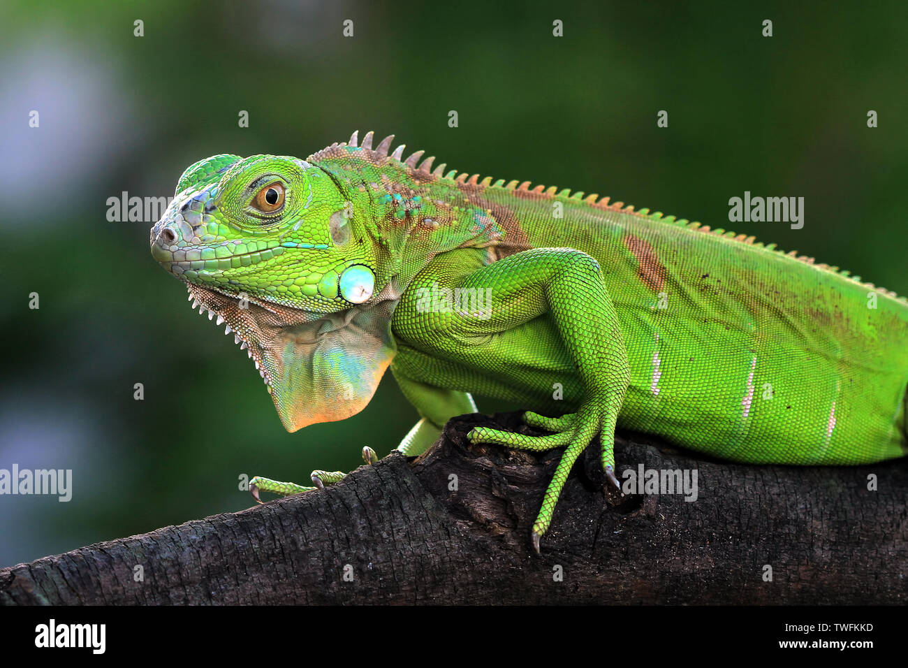 Ritratto di un iguana su un ramo, Indonesia Foto Stock