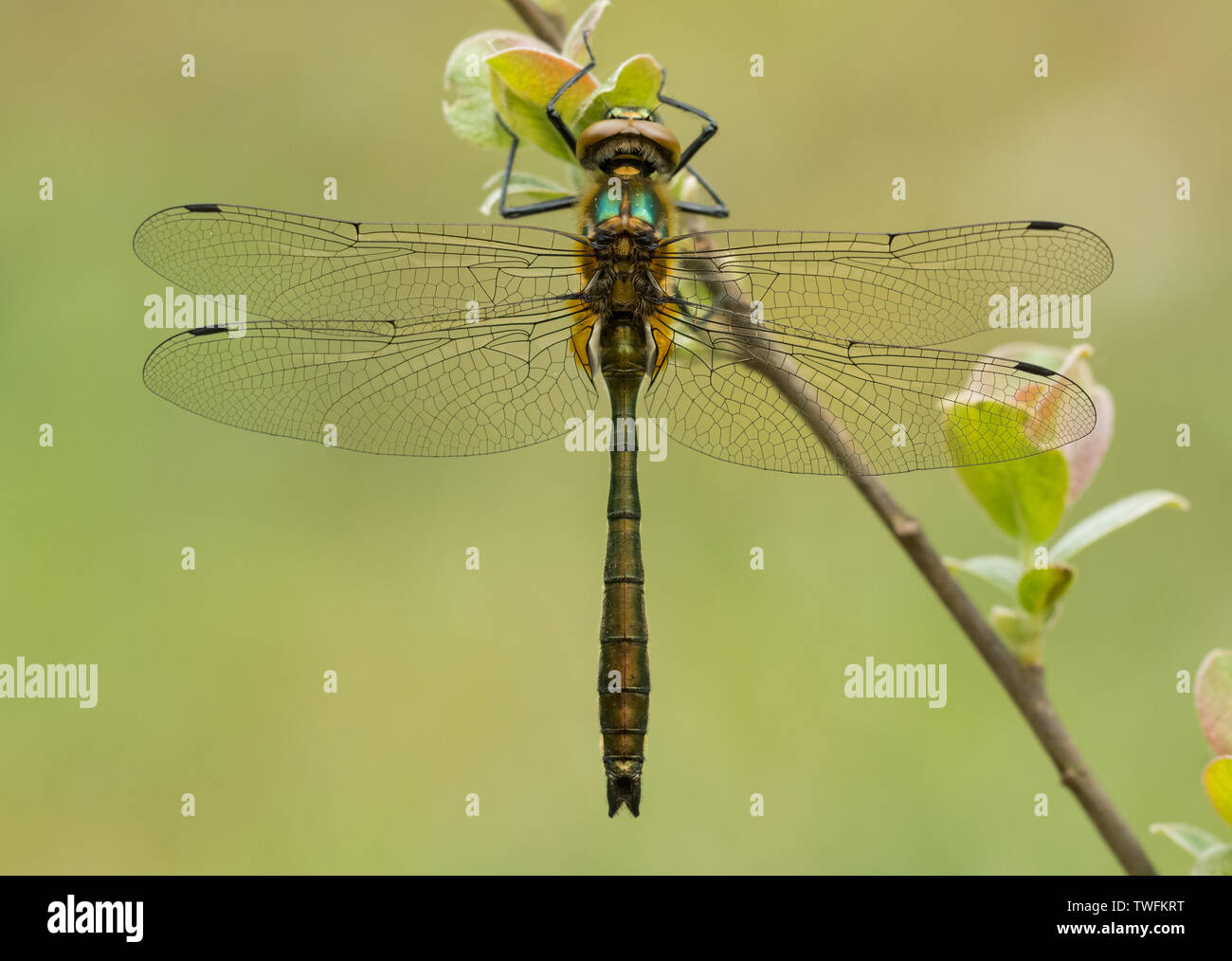 Una Roverella Libellula Smeraldo (Cordulia aenea) sono ' appollaiati su di un impianto che si trova in sabbia Pool Farm Riserva Naturale del Cotswold Water Park area del Wiltshire Foto Stock