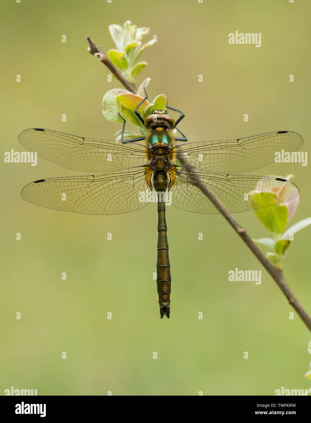 Una Roverella Libellula Smeraldo (Cordulia aenea) sono ' appollaiati su di un impianto che si trova in sabbia Pool Farm Riserva Naturale del Cotswold Water Park area del Wiltshire Foto Stock