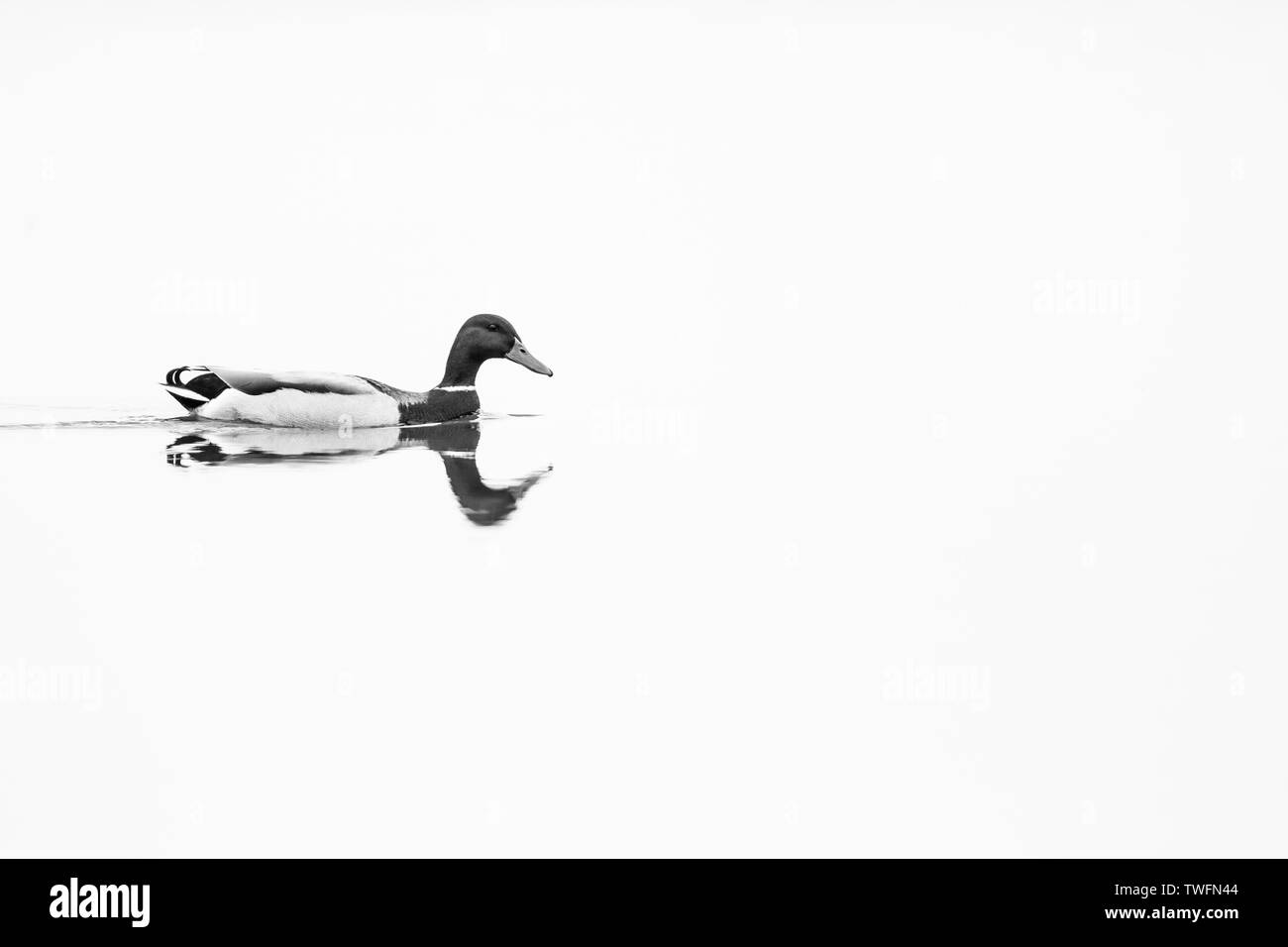 Il Germano Reale o anatra selvatica (Anas platyrhynchos) Foto Stock